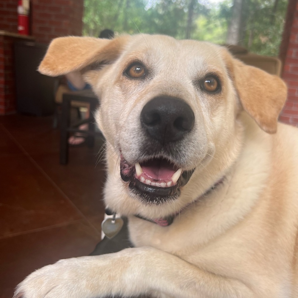 Meet your Posher, Bella